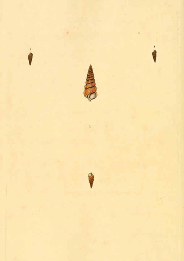 Reproducción/Reproduction 6127196774: The natural history of British shells. v.1-3. London :Printed for the Author, and for F.C. and J. Rivington, by Bye and Law,1800-1804