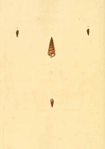 Reproducción/Reproduction 6127196774: The natural history of British shells. v.1-3. London :Printed for the Author, and for F.C. and J. Rivington, by Bye and Law,1800-1804