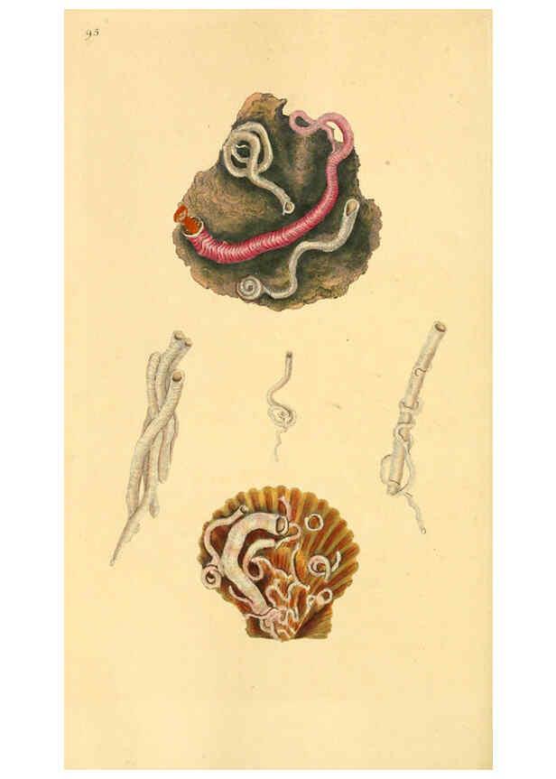 Reproducción/Reproduction 6126650375: The natural history of British shells. v.1-3. London :Printed for the Author, and for F.C. and J. Rivington, by Bye and Law,1800-1804