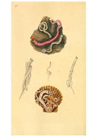 Reproducción/Reproduction 6126650375: The natural history of British shells. v.1-3. London :Printed for the Author, and for F.C. and J. Rivington, by Bye and Law,1800-1804