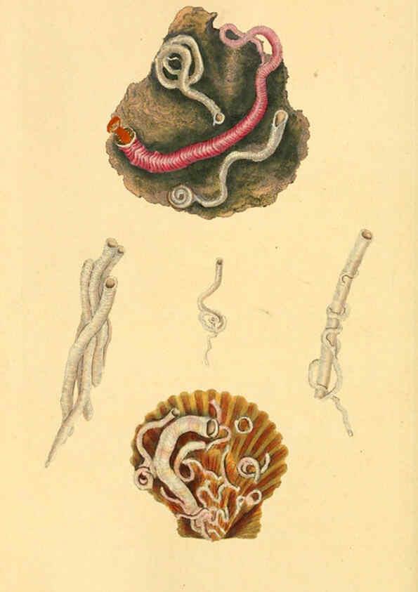 Reproducción/Reproduction 6126650375: The natural history of British shells. v.1-3. London :Printed for the Author, and for F.C. and J. Rivington, by Bye and Law,1800-1804