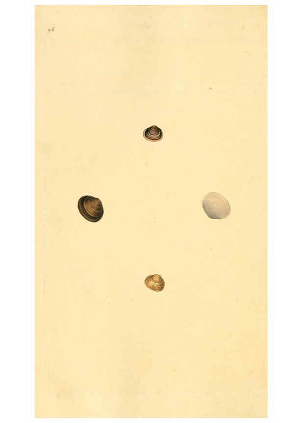 Reproducción/Reproduction 6127197238: The natural history of British shells. v.1-3. London :Printed for the Author, and for F.C. and J. Rivington, by Bye and Law,1800-1804