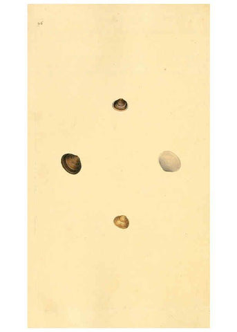 Reproducción/Reproduction 6127197238: The natural history of British shells. v.1-3. London :Printed for the Author, and for F.C. and J. Rivington, by Bye and Law,1800-1804