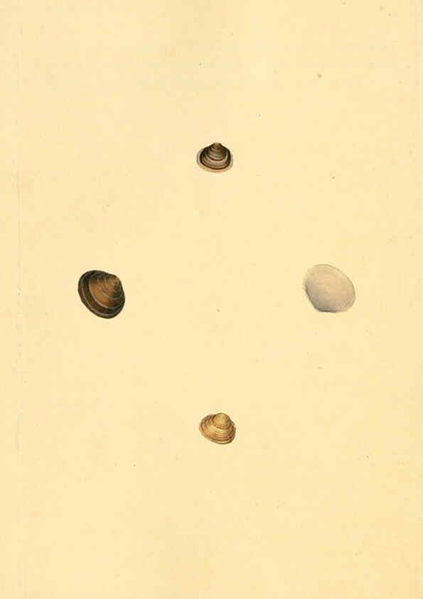 Reproducción/Reproduction 6127197238: The natural history of British shells. v.1-3. London :Printed for the Author, and for F.C. and J. Rivington, by Bye and Law,1800-1804