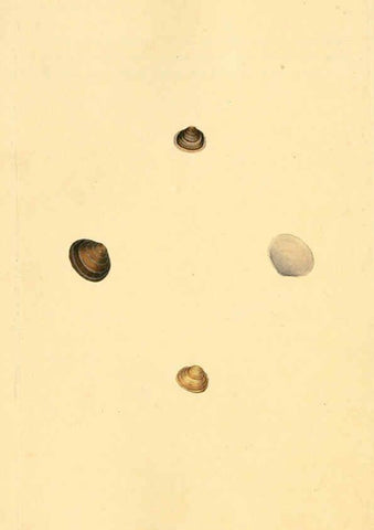 Reproducción/Reproduction 6127197238: The natural history of British shells. v.1-3. London :Printed for the Author, and for F.C. and J. Rivington, by Bye and Law,1800-1804