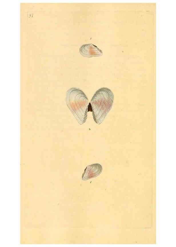 Reproducción/Reproduction 6126650895: The natural history of British shells. v.1-3. London :Printed for the Author, and for F.C. and J. Rivington, by Bye and Law,1800-1804