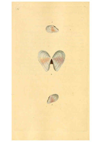 Reproducción/Reproduction 6126650895: The natural history of British shells. v.1-3. London :Printed for the Author, and for F.C. and J. Rivington, by Bye and Law,1800-1804