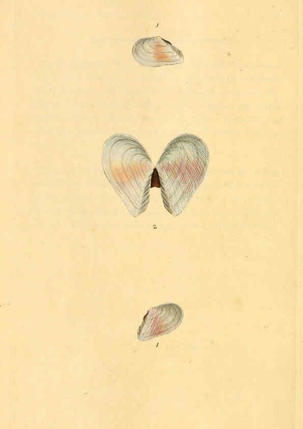 Reproducción/Reproduction 6126650895: The natural history of British shells. v.1-3. London :Printed for the Author, and for F.C. and J. Rivington, by Bye and Law,1800-1804