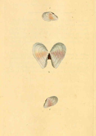 Reproducción/Reproduction 6126650895: The natural history of British shells. v.1-3. London :Printed for the Author, and for F.C. and J. Rivington, by Bye and Law,1800-1804
