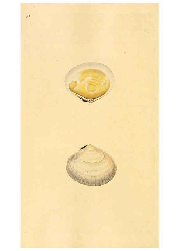 Reproducción/Reproduction 6126651077: The natural history of British shells. v.1-3. London :Printed for the Author, and for F.C. and J. Rivington, by Bye and Law,1800-1804