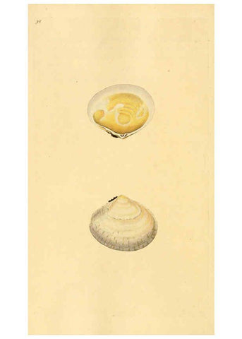 Reproducción/Reproduction 6126651077: The natural history of British shells. v.1-3. London :Printed for the Author, and for F.C. and J. Rivington, by Bye and Law,1800-1804