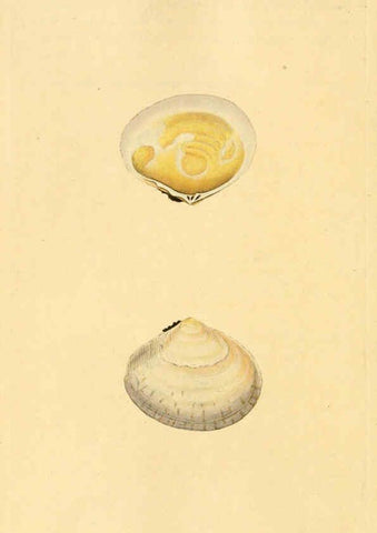 Reproducción/Reproduction 6126651077: The natural history of British shells. v.1-3. London :Printed for the Author, and for F.C. and J. Rivington, by Bye and Law,1800-1804