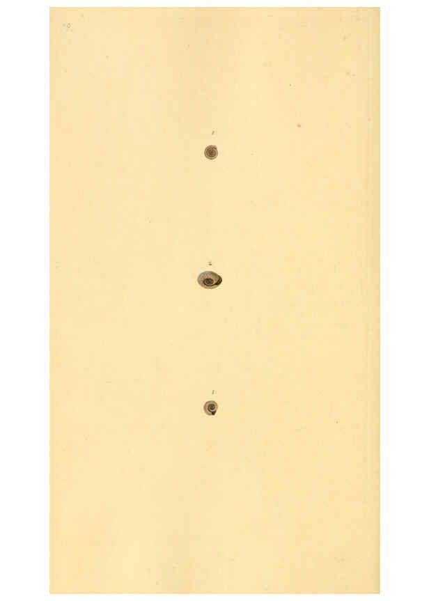 Reproducción/Reproduction 6126651295: The natural history of British shells. v.1-3. London :Printed for the Author, and for F.C. and J. Rivington, by Bye and Law,1800-1804