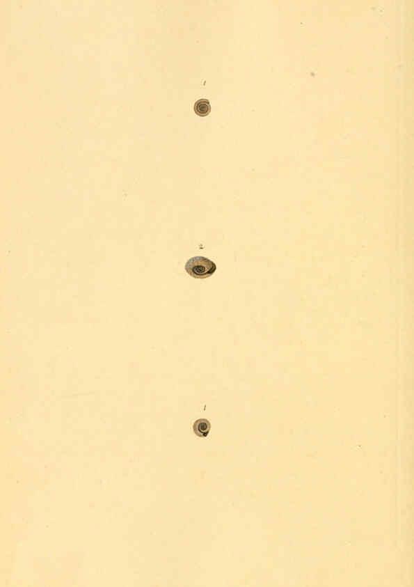 Reproducción/Reproduction 6126651295: The natural history of British shells. v.1-3. London :Printed for the Author, and for F.C. and J. Rivington, by Bye and Law,1800-1804