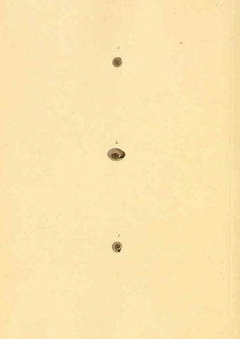 Reproducción/Reproduction 6126651295: The natural history of British shells. v.1-3. London :Printed for the Author, and for F.C. and J. Rivington, by Bye and Law,1800-1804