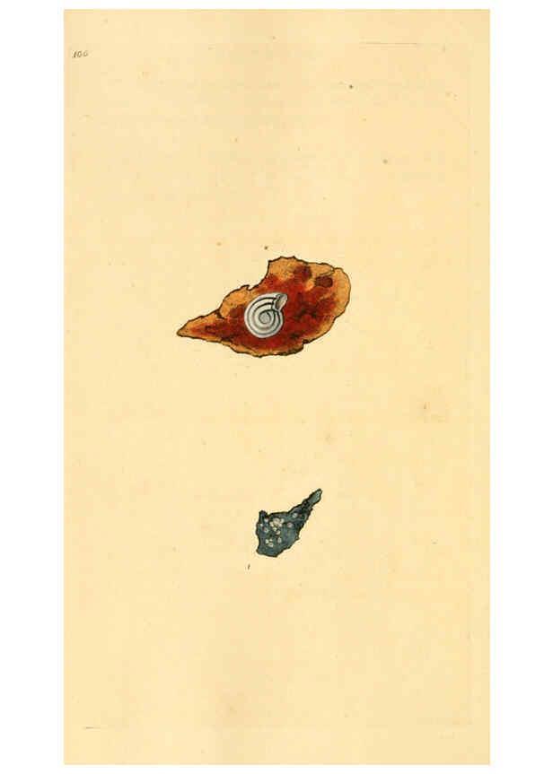 Reproducción/Reproduction 6126651577: The natural history of British shells. v.1-3. London :Printed for the Author, and for F.C. and J. Rivington, by Bye and Law,1800-1804
