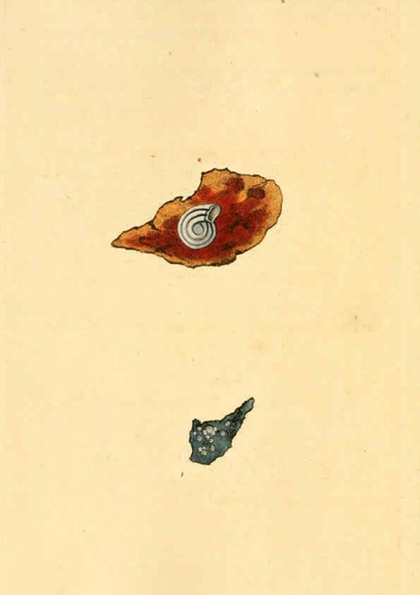 Reproducción/Reproduction 6126651577: The natural history of British shells. v.1-3. London :Printed for the Author, and for F.C. and J. Rivington, by Bye and Law,1800-1804