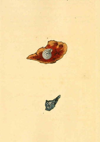 Reproducción/Reproduction 6126651577: The natural history of British shells. v.1-3. London :Printed for the Author, and for F.C. and J. Rivington, by Bye and Law,1800-1804