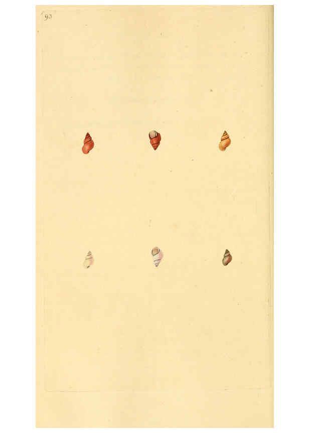 Reproducción/Reproduction 6127196494: The natural history of British shells. v.1-3. London :Printed for the Author, and for F.C. and J. Rivington, by Bye and Law,1800-1804
