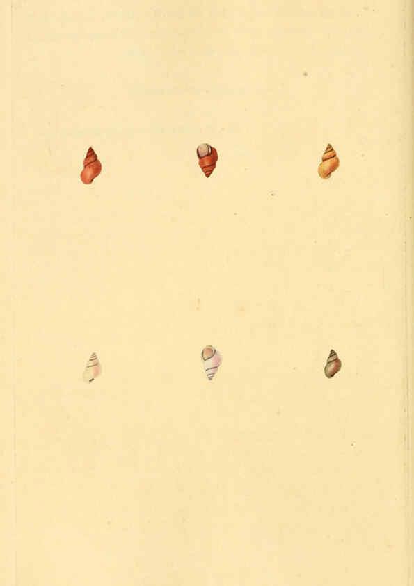 Reproducción/Reproduction 6127196494: The natural history of British shells. v.1-3. London :Printed for the Author, and for F.C. and J. Rivington, by Bye and Law,1800-1804