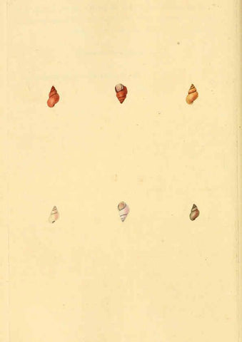 Reproducción/Reproduction 6127196494: The natural history of British shells. v.1-3. London :Printed for the Author, and for F.C. and J. Rivington, by Bye and Law,1800-1804