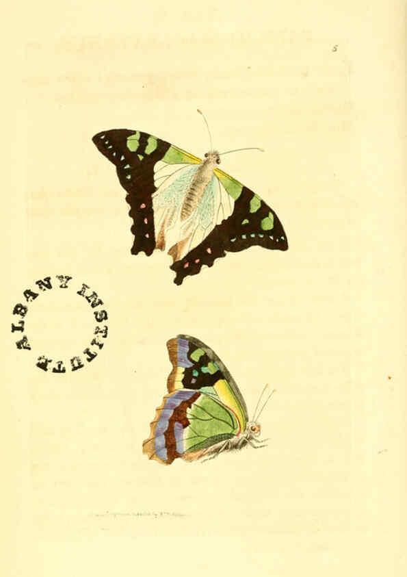 Reproducción/Reproduction 6127016741: The zoological miscellany. v.1. London :Printed by B. McMillan for E. Nodder & Son and sold by all booksellers,1814-1817