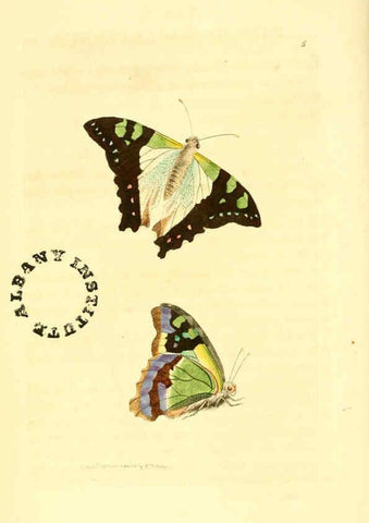 Reproducción/Reproduction 6127016741: The zoological miscellany. v.1. London :Printed by B. McMillan for E. Nodder & Son and sold by all booksellers,1814-1817