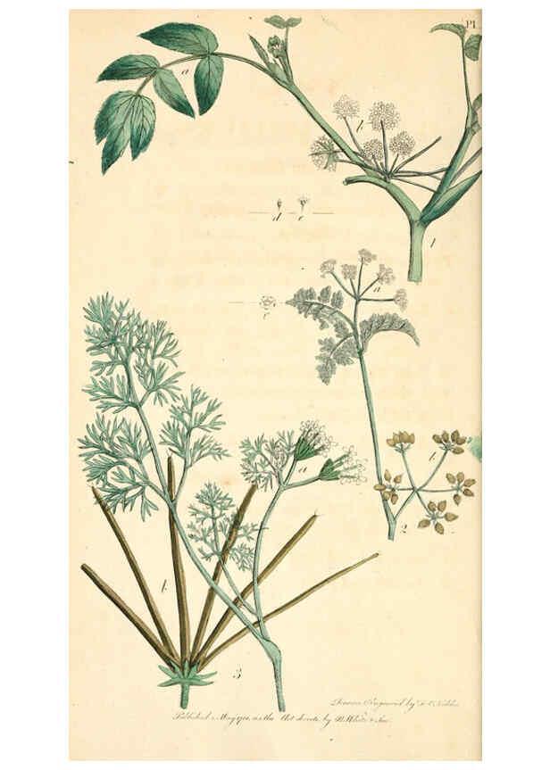 Reproducción/Reproduction 6126699191: Thirty-eight plates, with explanations London :J. White,1799