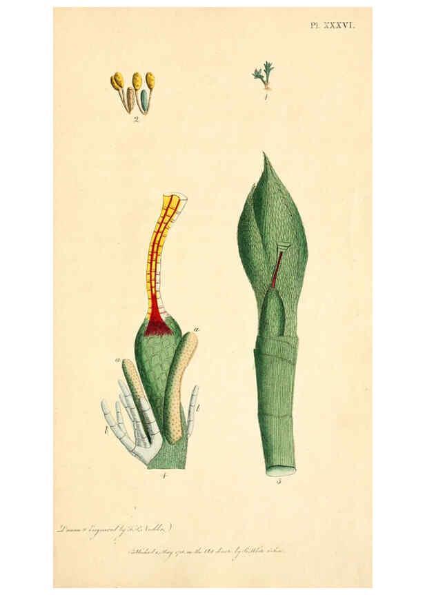 Reproducción/Reproduction 6126705257: Thirty-eight plates, with explanations London :J. White,1799