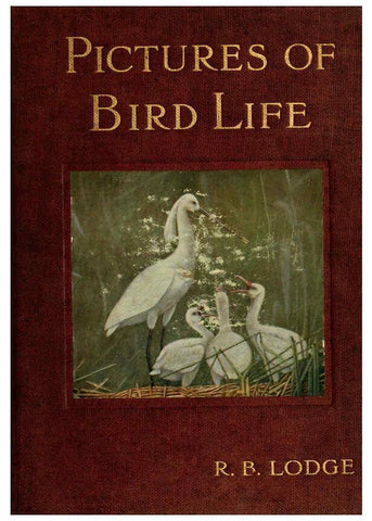 Reproducción/Reproduction 6126774691: Pictures of bird life London :S. H. Bousfield,1903