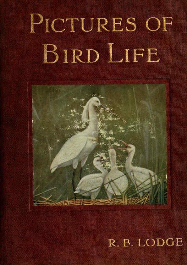 Reproducción/Reproduction 6126774691: Pictures of bird life London :S. H. Bousfield,1903