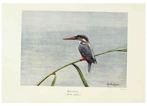 Reproducción/Reproduction 6127321970: Pictures of bird life London :S. H. Bousfield,1903