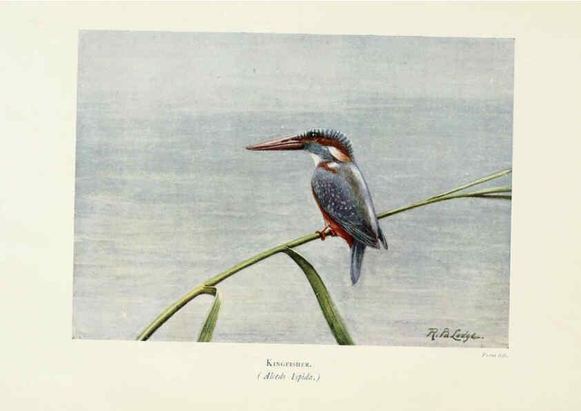 Reproducción/Reproduction 6127321970: Pictures of bird life London :S. H. Bousfield,1903