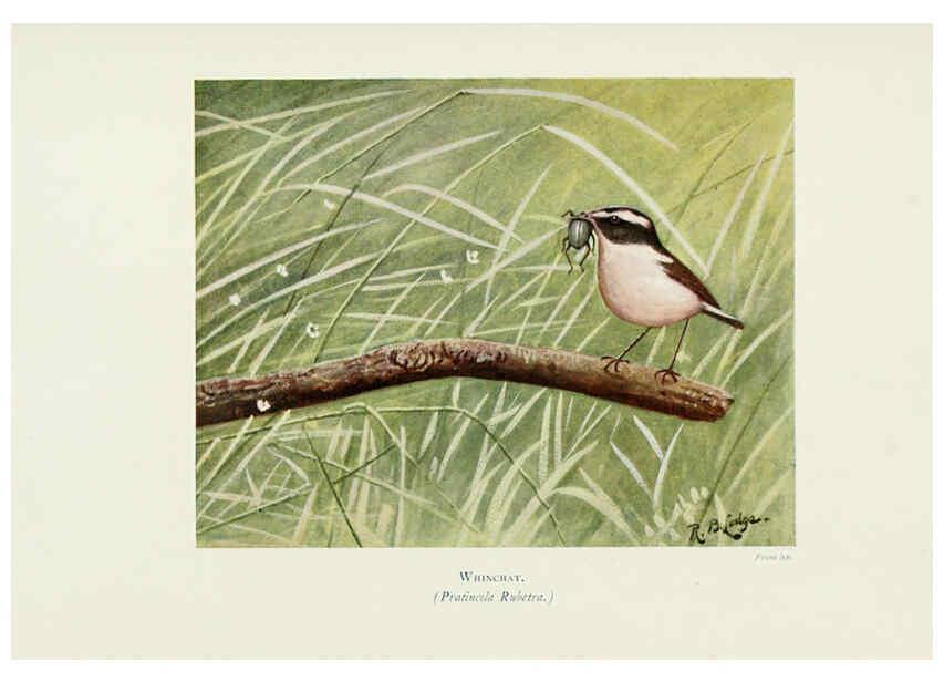 Reproducción/Reproduction 6127322312: Pictures of bird life London :S. H. Bousfield,1903