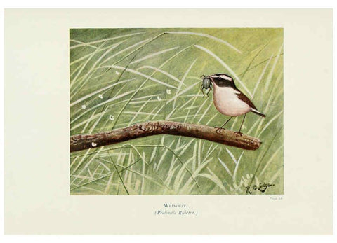 Reproducción/Reproduction 6127322312: Pictures of bird life London :S. H. Bousfield,1903