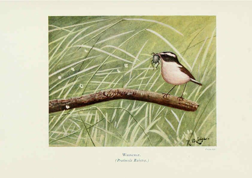 Reproducción/Reproduction 6127322312: Pictures of bird life London :S. H. Bousfield,1903