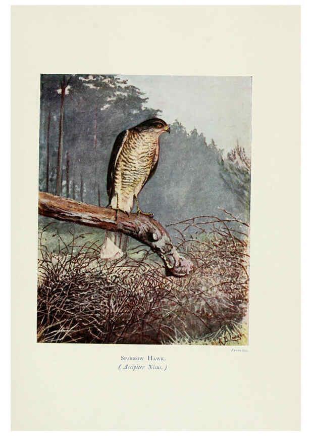 Reproducción/Reproduction 6127322616: Pictures of bird life London :S. H. Bousfield,1903