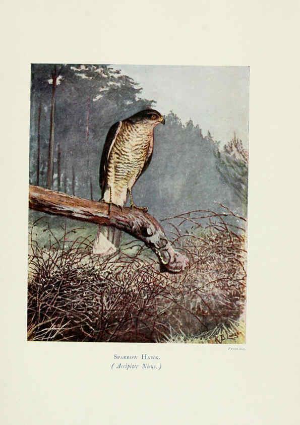 Reproducción/Reproduction 6127322616: Pictures of bird life London :S. H. Bousfield,1903