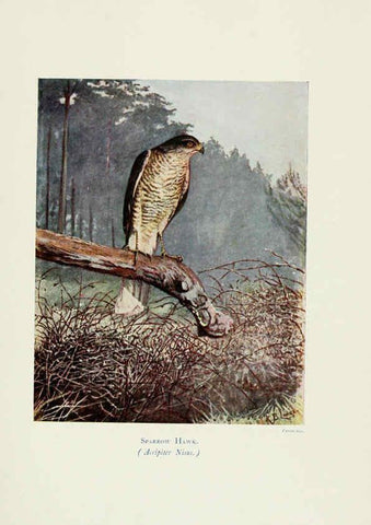 Reproducción/Reproduction 6127322616: Pictures of bird life London :S. H. Bousfield,1903