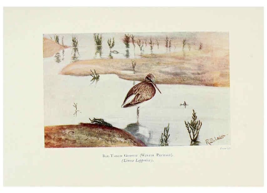 Reproducción/Reproduction 6127322876: Pictures of bird life London :S. H. Bousfield,1903