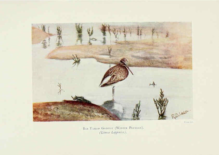 Reproducción/Reproduction 6127322876: Pictures of bird life London :S. H. Bousfield,1903