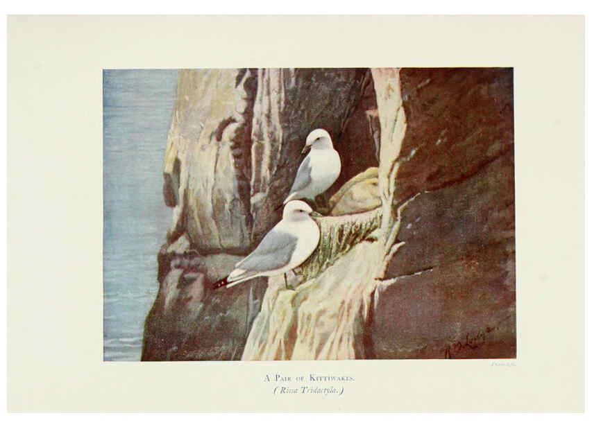 Reproducción/Reproduction 6127323202: Pictures of bird life London :S. H. Bousfield,1903
