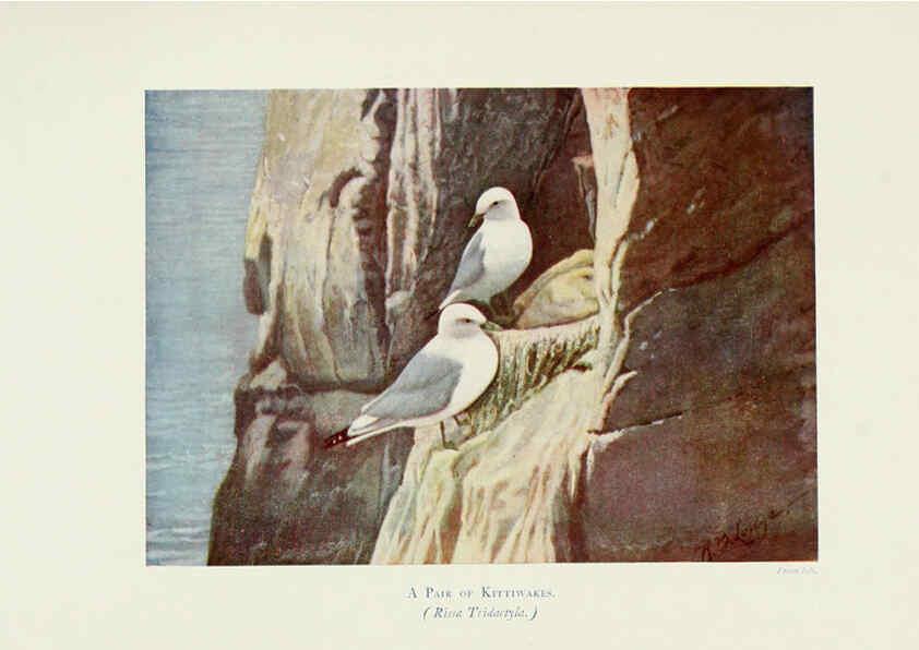 Reproducción/Reproduction 6127323202: Pictures of bird life London :S. H. Bousfield,1903