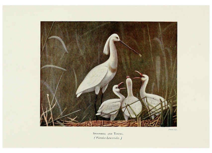 Reproducción/Reproduction 6127323738: Pictures of bird life London :S. H. Bousfield,1903
