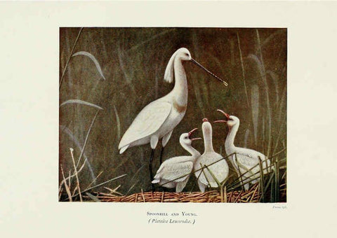 Reproducción/Reproduction 6127323738: Pictures of bird life London :S. H. Bousfield,1903