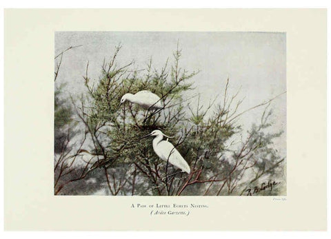 Reproducción/Reproduction 6127324078: Pictures of bird life London :S. H. Bousfield,1903
