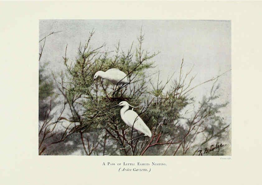 Reproducción/Reproduction 6127324078: Pictures of bird life London :S. H. Bousfield,1903