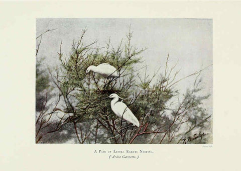 Reproducción/Reproduction 6127324078: Pictures of bird life London :S. H. Bousfield,1903