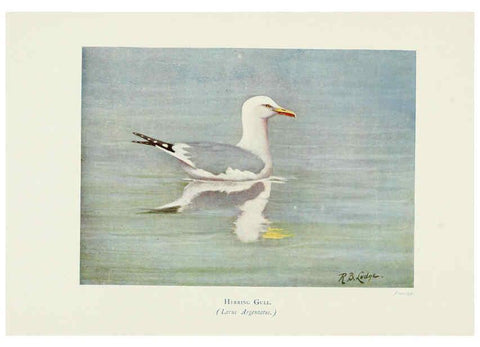 Reproducción/Reproduction 6127324366: Pictures of bird life London :S. H. Bousfield,1903