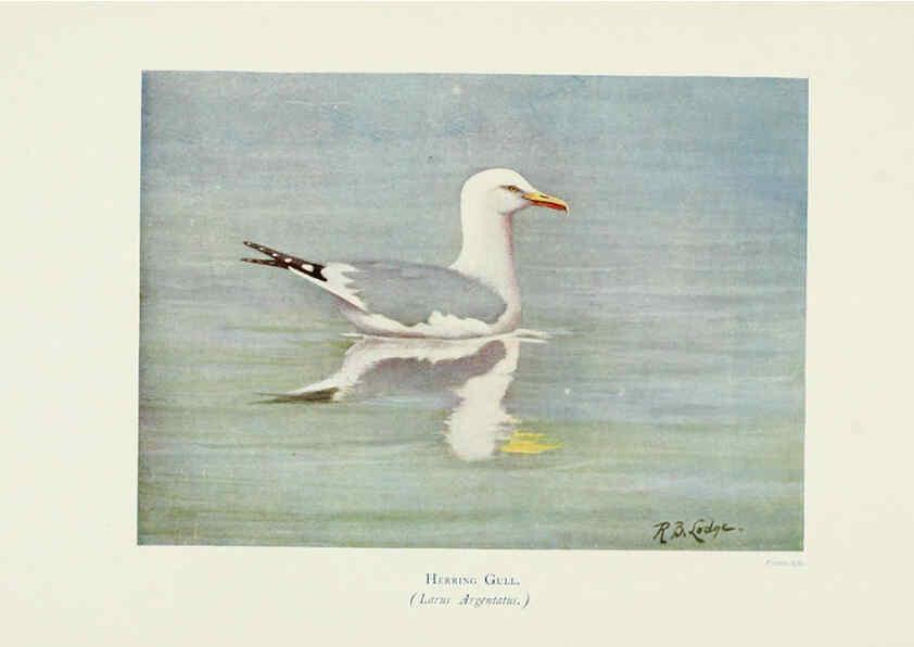 Reproducción/Reproduction 6127324366: Pictures of bird life London :S. H. Bousfield,1903